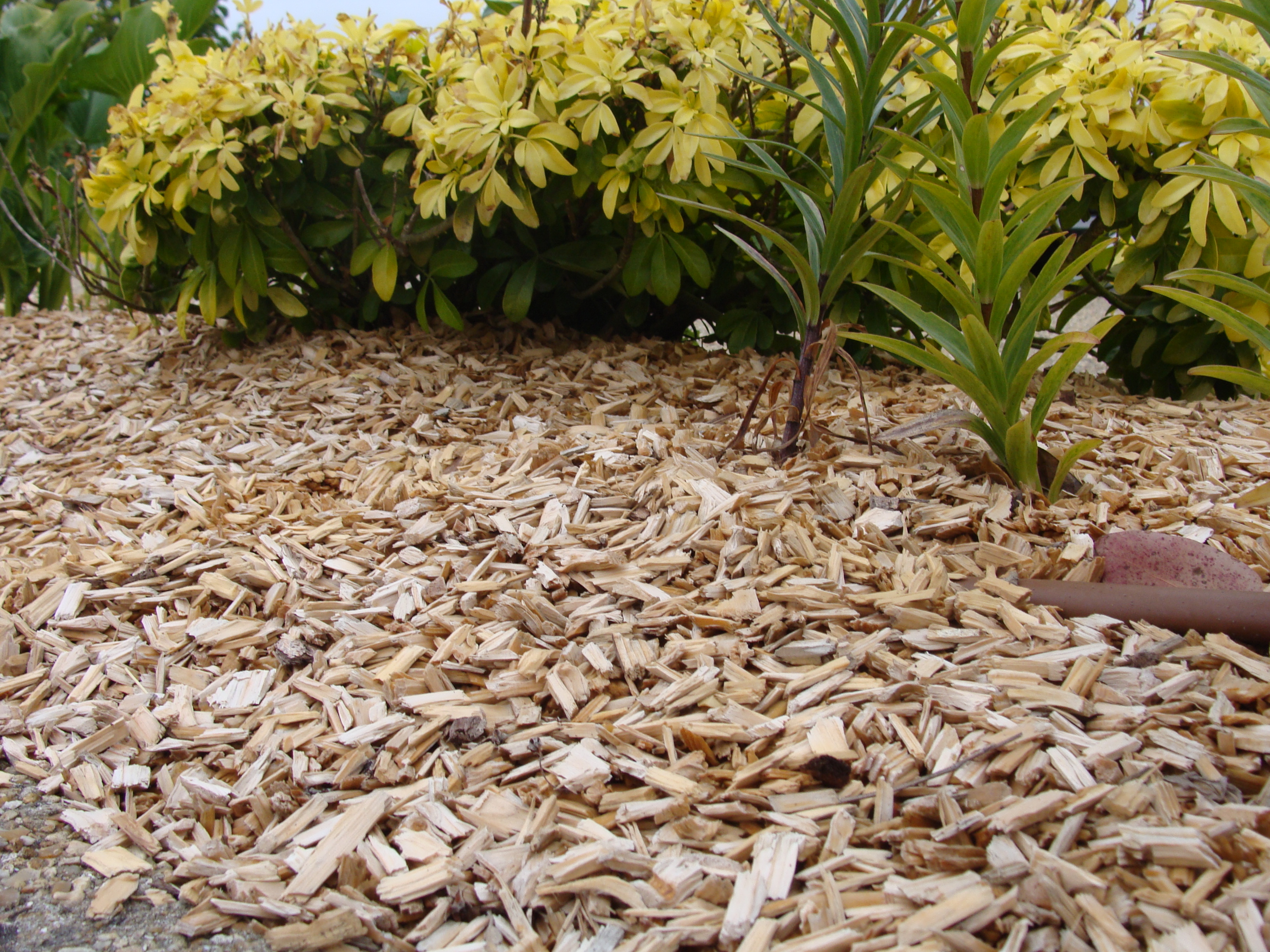 Paillage ecorce de pin : sacs de paillis d'écorces et de copeaux