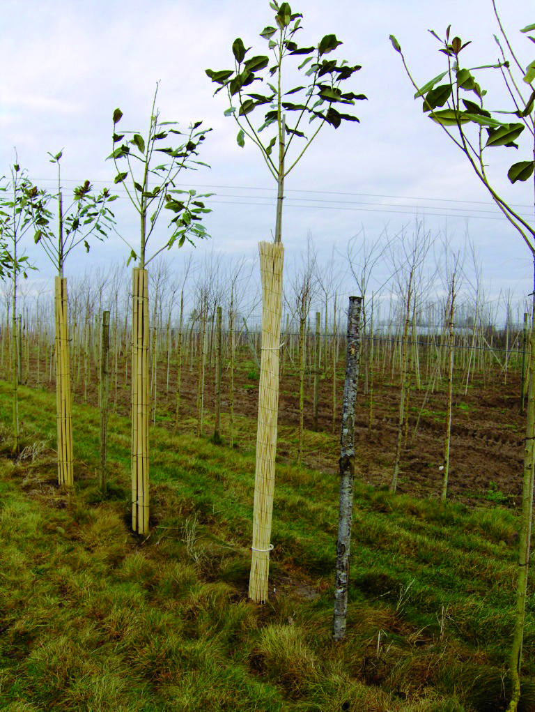 Jardinion protecteurs de tronc darbre 60 cm accessoires de plantation de protection des arbres 2 pièces vert 60cm 